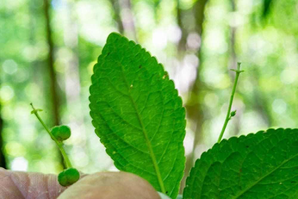Mercurialis perennis